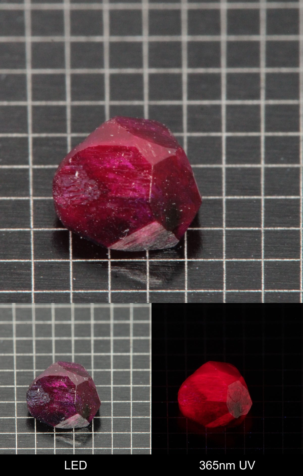 Synthetic Flux Ruby Gemstone Grown by Gems of Science on a black mm grid background showing normal light and UV fluorescence