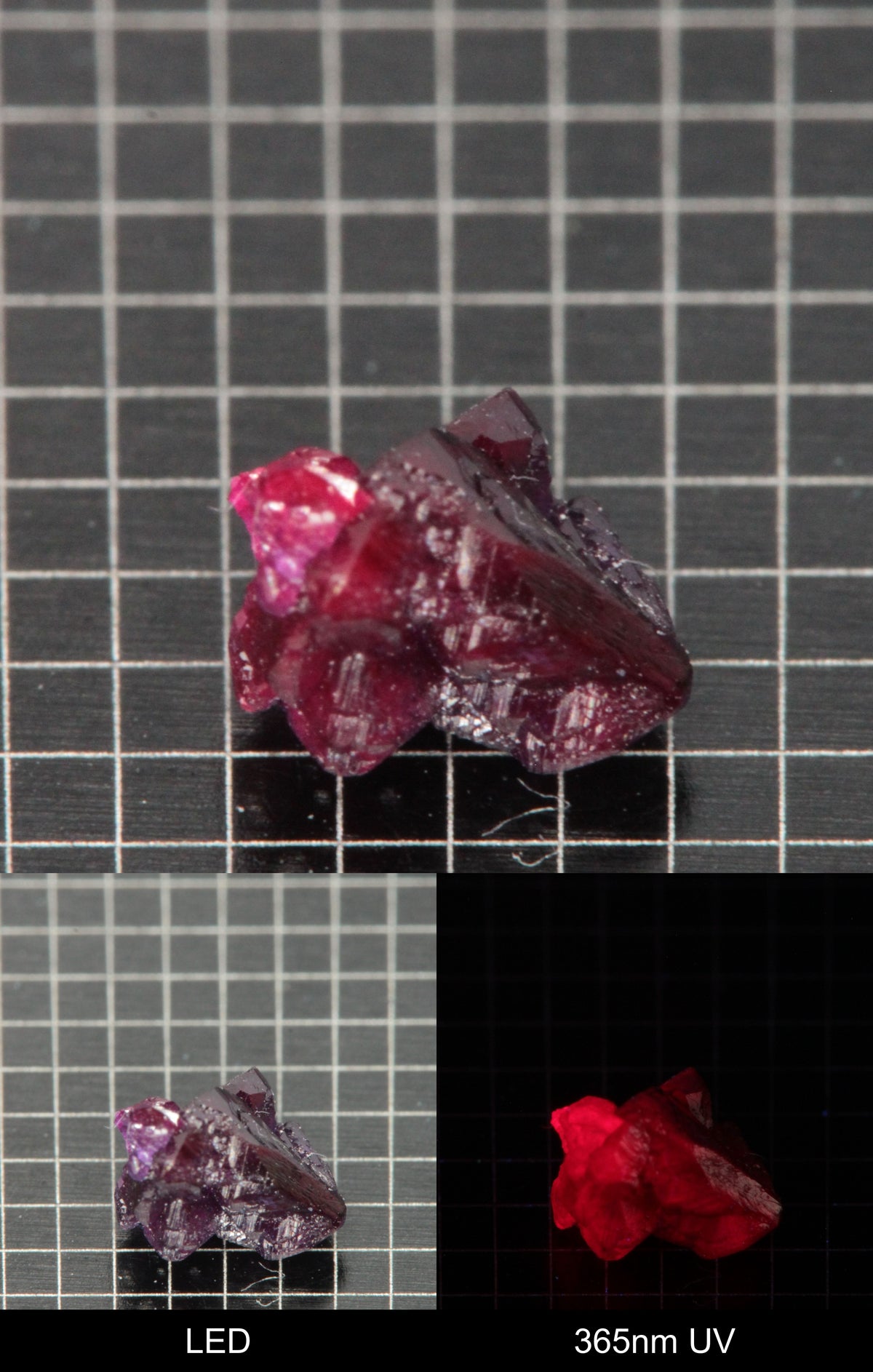 Synthetic Flux Ruby Gemstone Grown by Gems of Science on a black mm grid background showing normal light and UV fluorescence