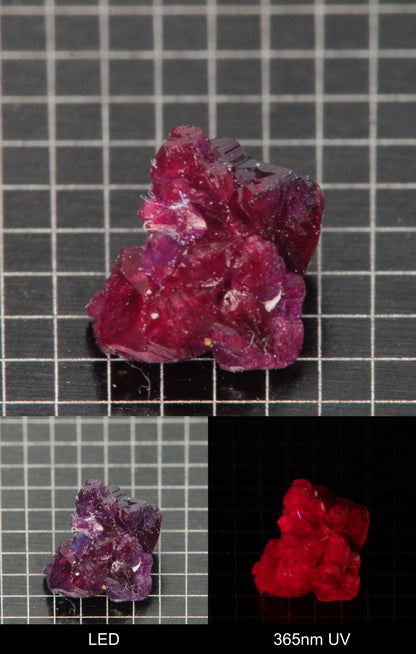 Synthetic Flux Ruby Gemstone Grown by Gems of Science on a black mm grid background showing normal light and UV fluorescence