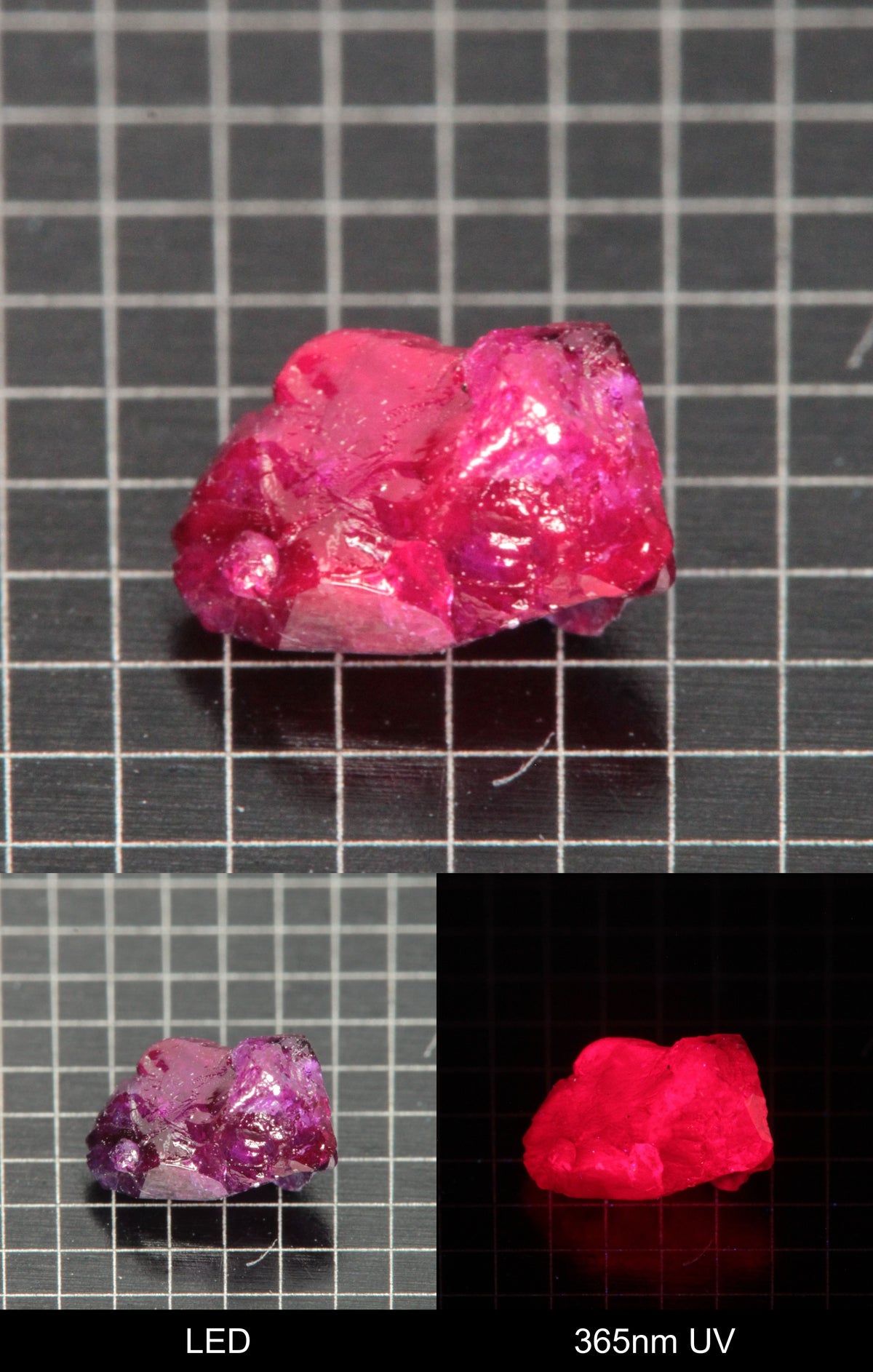 Synthetic Flux Ruby Gemstone Grown by Gems of Science on a black mm grid background showing normal light and UV fluorescence