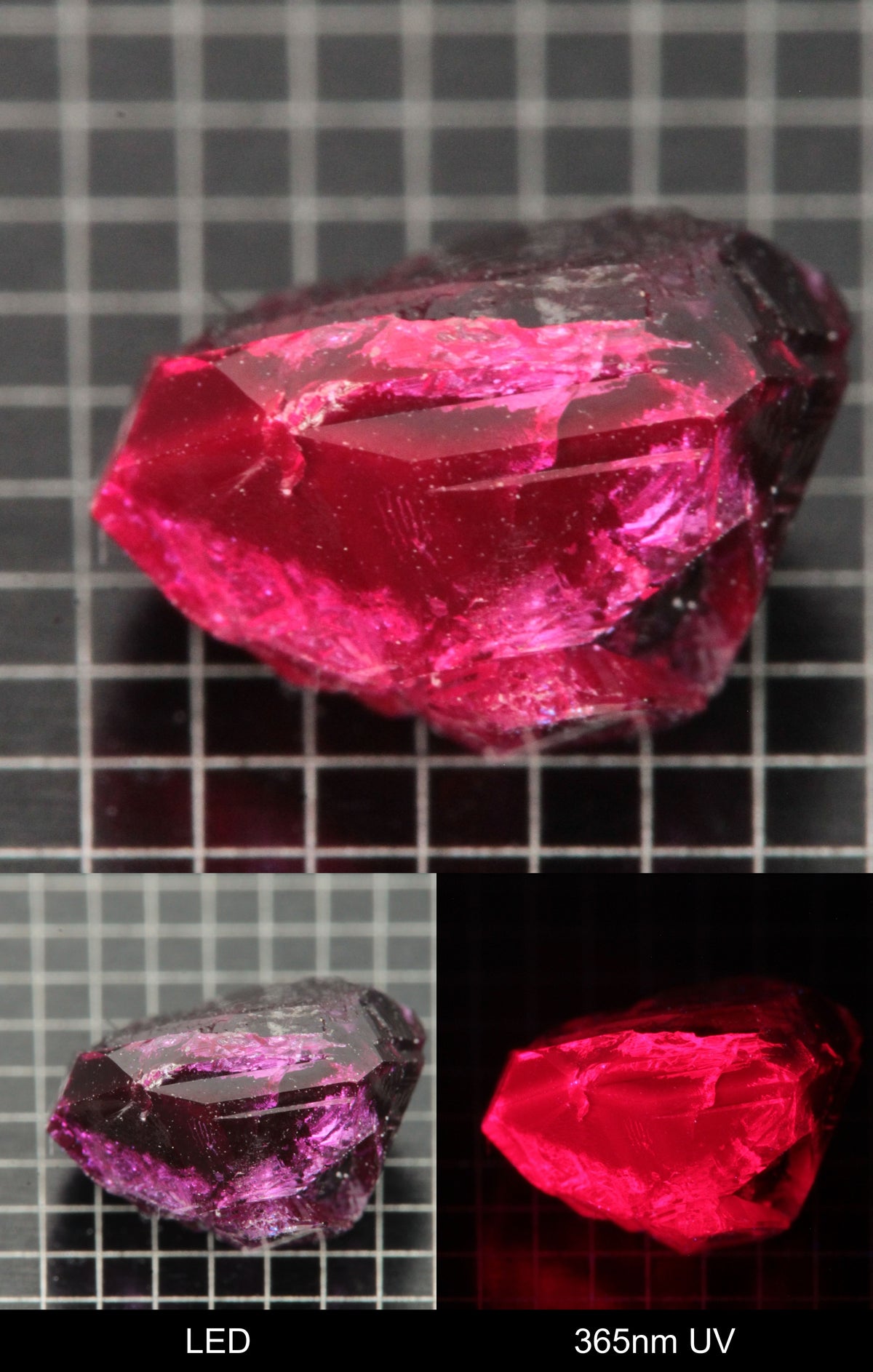 Synthetic Flux Ruby Gemstone Grown by Gems of Science on a black mm grid background showing normal light and UV fluorescence